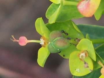 Una Euphorbia - Euphorbia dendroides